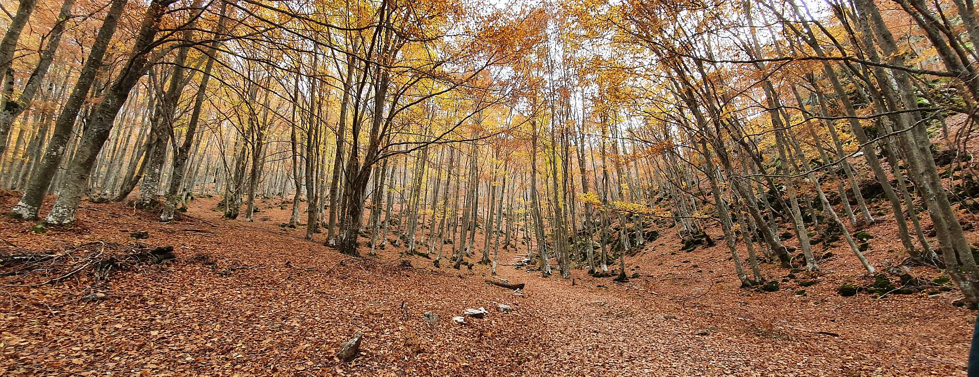 Dehesa de Montejo, Palencia (España)